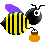 immagini di api