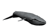 balena animata
