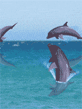 delfino nel'acqua