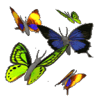 farfalla variopinta
