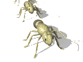 formica animata