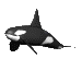 orca che nuota