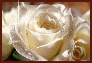 rosa bianca glitter